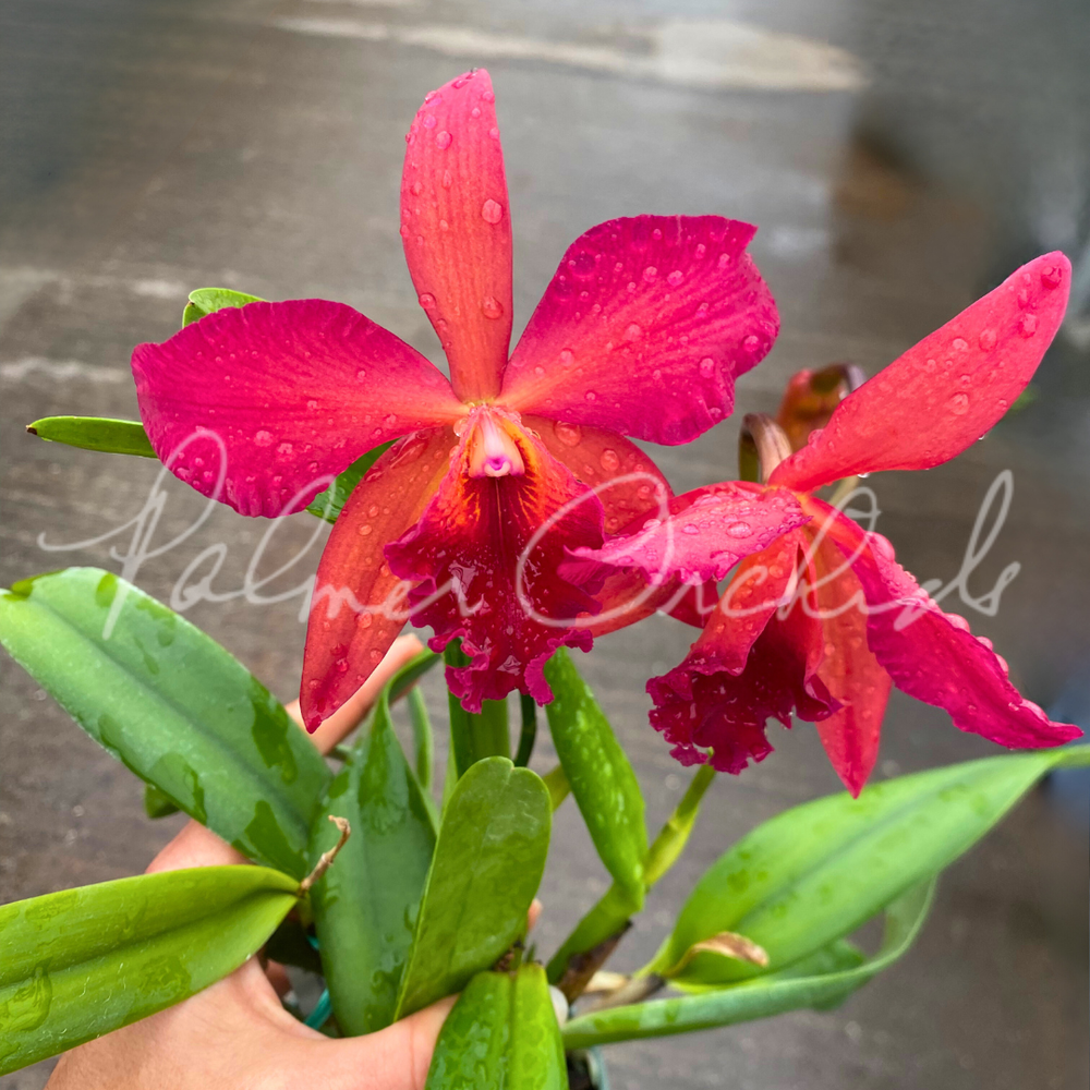 Rth. Star Fire-Rubescent Fire — Palmer Orchids
